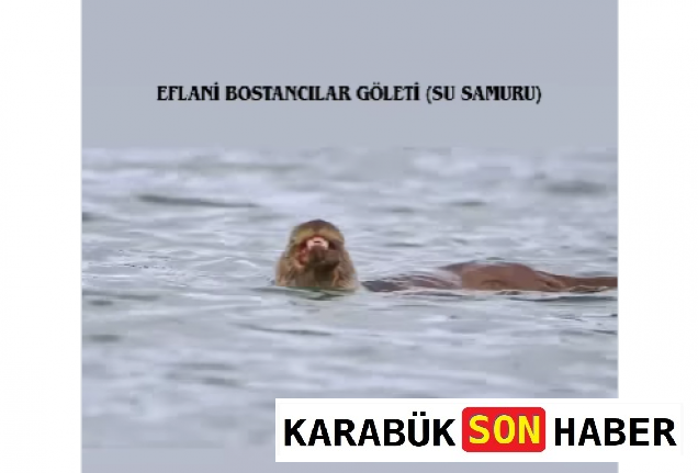 Bostancılar Göleti’nde Sessiz Bir Misafir: Su Samuru Görüntülendi