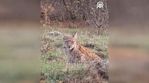 Elitçik Köyü yakınlarında otomobille ilerleyen kişiler tarafından cep telefonuyla kaydedilen vaşak görüntüleri,