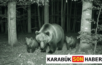 Karabük Ormanlarında Hareketli Dakikalar: Yaban Hayatı Kayıtta