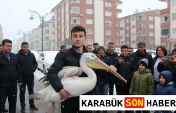 Karabük Sokaklarında Beklenmedik Misafir: Sahipsiz Pelikan Koruma Altında