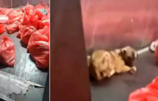 Ankara Büyükşehir Belediyesi Hayvan Barınağı...