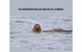 Bostancılar Göleti’nde Sessiz Bir Misafir: Su...