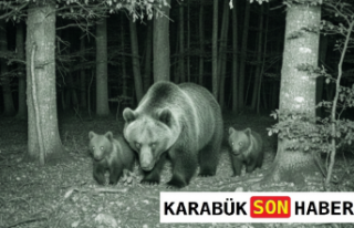 Karabük Ormanlarında Hareketli Dakikalar: Yaban...