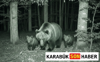 Karabük Ormanlarında Hareketli Dakikalar: Yaban Hayatı Kayıtta