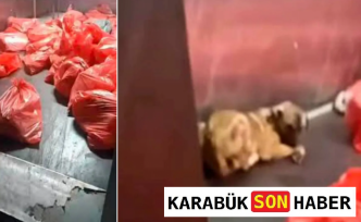 Ankara Büyükşehir Belediyesi Hayvan Barınağı İddialarına Yanıt Verdi