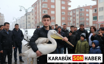 Karabük Sokaklarında Beklenmedik Misafir: Sahipsiz Pelikan Koruma Altında