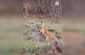 Elitçik Köyü yakınlarında otomobille ilerleyen kişiler tarafından cep telefonuyla kaydedilen vaşak görüntüleri,