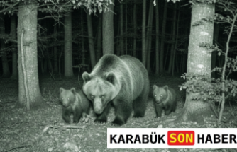 Karabük Ormanlarında Hareketli Dakikalar: Yaban Hayatı Kayıtta