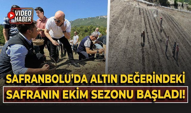 Safranbolu'da altın değerindeki safranın ekim sezonu başladı